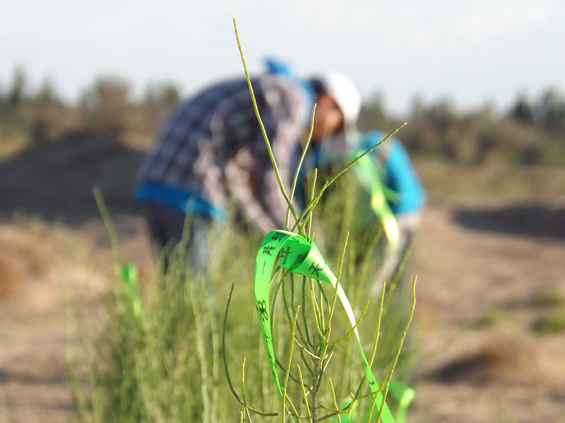 7��14�����磬��ҁ��������֌���ٛ(z��ng)�ߵľG�z��ϵ�������ϡ�����ͽz����ꖹ����ҫ���W���Gɫ�Ĺ�â��