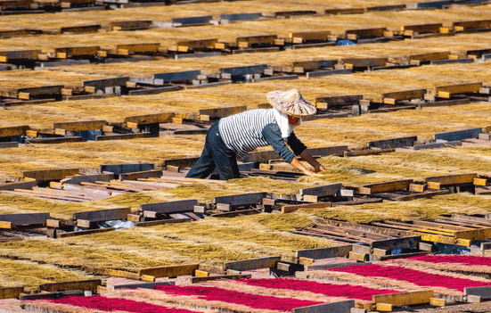 福建永春:冬日曬香